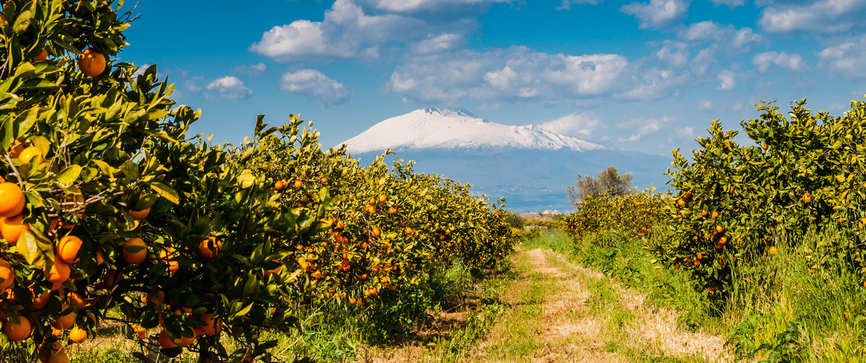 Frutteto - La Frutta di Felice